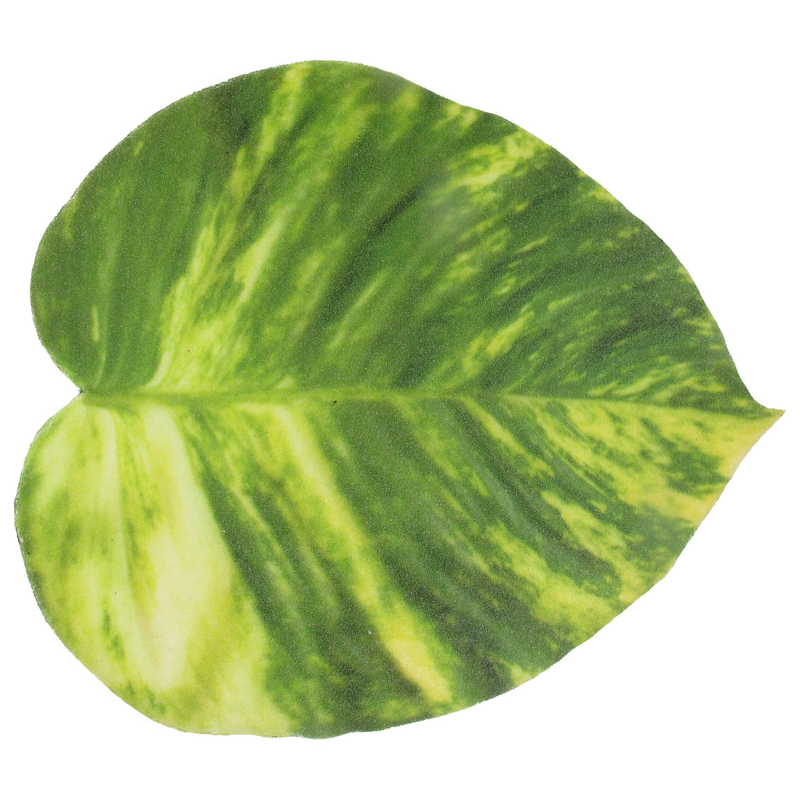 Pothos Vine Leaf Foam Coaster - TropicaZona